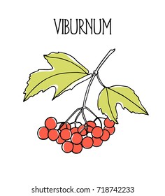 Vector illustration of hand drawn viburnum twig. Beautiful food design elements, ink drawing