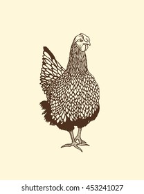 Vector illustration of hand drawn walking chicken. Beautiful ink drawing, perfect design elements for farming. 