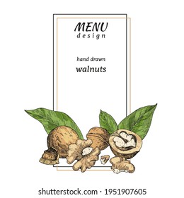 Vector illustration with hand drawn Walnut. A color sketch composition fruits and leaves. Ready-made design for the menu page, packaging, labels, and advertising. Vintage engraving style