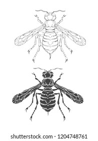 Vector illustration with hand drawn wasp. Two variants of insect: outline and silhouette. In realistic style. Isolated on withe background.