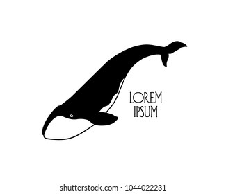 Vector illustration of hand drawn whale. Beautiful ink drawing, heavy contour. Perfect design elements, marine animal illustration
