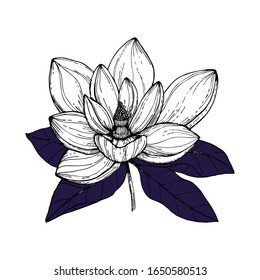 Ilustración vectorial con flores de magnolia anís blancas dibujadas a mano con hojas moradas. Flor aislada con fondos blancos. Elemento decorativo para la tarjeta de invitación floral a la boda