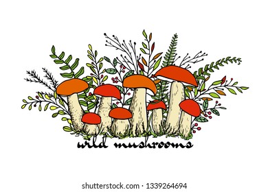 Vector illustration of hand drawn wild mushrooms with fern and other forest plants. Ink drawing, graphic style. Beautiful food design elements