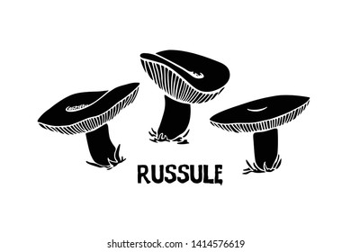 Vector illustration of hand drawn wild mushrooms russule. Ink drawing, graphic style. Beautiful food design elements, linocut style