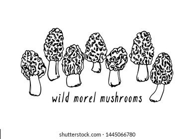 Vector illustration of hand drawn wild morel mushroom. Ink drawing, graphic style. Beautiful food design elements