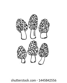 Vector illustration of hand drawn wild morel mushroom. Ink drawing, graphic style. Beautiful food design elements