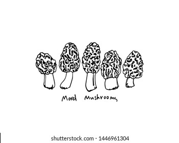 Vector illustration of hand drawn wild morel mushroom. Ink drawing, graphic style. Beautiful food design elements