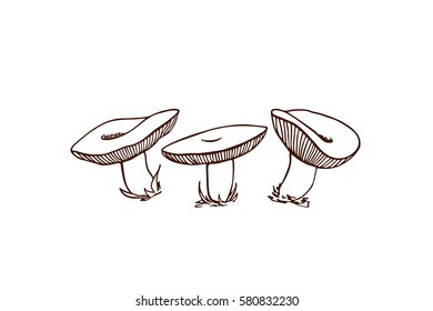Vector illustration of hand drawn wild mushrooms. Ink drawing, graphic style. Beautiful food design elements. 