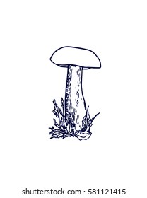 Vector illustration of hand drawn wild mushroom. Ink drawing, graphic style. Beautiful food design elements.