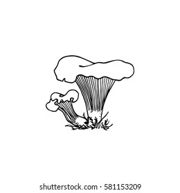 Vector illustration of hand drawn wild mushrooms. Ink drawing, graphic style. Beautiful food design elements.