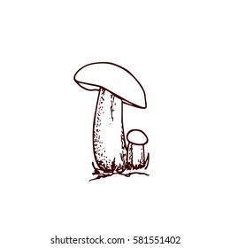 Vector illustration of hand drawn wild mushrooms. Ink drawing, graphic style. Beautiful food design elements.