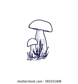 Vector illustration of hand drawn wild mushrooms. Ink drawing, graphic style. Beautiful food design elements.
