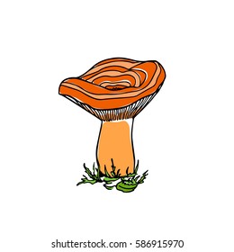 Vector illustration of hand drawn wild mushroom. Ink drawing. Beautiful food design elements.