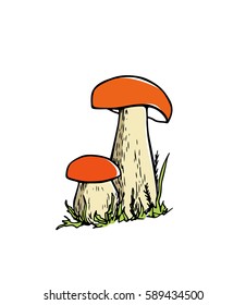 Vector illustration of hand drawn wild mushrooms. Ink drawing, graphic style. Beautiful food design elements.