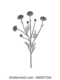 Vector illustration of hand drawn wildflower - button mum. Beautiful ink drawing, vintage style. 