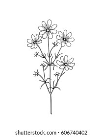 Vector illustration of hand drawn wildflower - cosmos. Beautiful ink drawing, vintage style. 