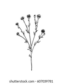 Vector illustration of hand drawn wildflower - thistle. Beautiful ink drawing, vintage style. 