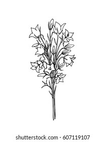 Vector illustration of hand drawn wildflower - bell flower. Beautiful ink drawing, vintage style. 