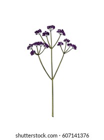 Vector illustration of hand drawn wildflower - verbena. Beautiful ink drawing, vintage style. 