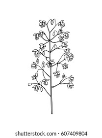 Vector illustration of hand drawn wildflower - meadow rue. Beautiful ink drawing, vintage style. 