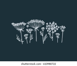 Vector illustration hand drawn wildflower    queen Ann's lace  Beautiful ink drawing  vintage style 