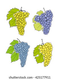 Vector illustration of hand drawn wine grapes with leaves. Beautiful design elements.