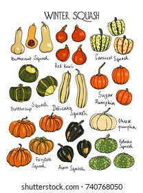 Vector illustration of hand drawn winter squash varieties. Ink drawing, beautiful vegetarian design elements. Visual guide of winter squash varieties.