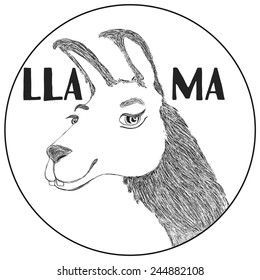 Vector illustration. Hand drawn/sketch llama