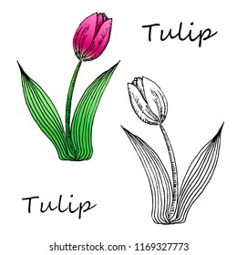 Vector illustration of  hand drown tulip. Line and colour.