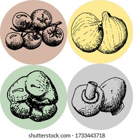 vector illustration. hand grafics. vegetables. retro style.