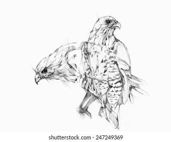 Vector illustration, hand graphics - Hawk