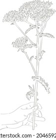 Vector illustration of a hand, holding a branch of a common yarrow flower. Achillea millefolium. Sketch. Black outline on white background. Isolated. Doodles. Component for nature medicine.