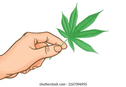 Vector illustration of hand holding green cannabis leaves or fresh green leaf of hemp,cannabis cultivation,isolated on white,Concept of the benefits of medical marijuana for medicinal purposes.