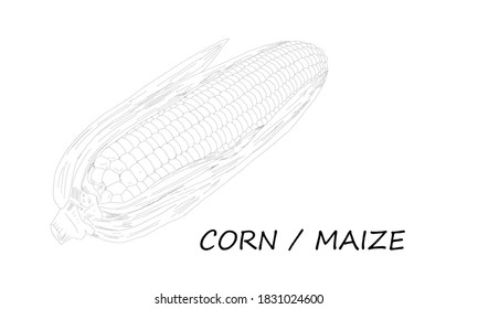 Vector illustration of hand skecth of corn or maize. Corn is a starchy vegetable and cereal grain that has been eaten all over the world for centuries. Detailed vegetarian food drawing.