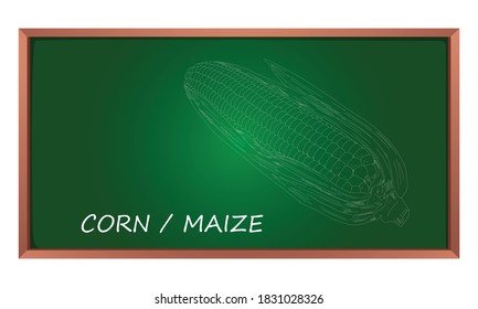 Vector illustration of hand skecth of corn or maize. Corn is a starchy vegetable and cereal grain that has been eaten all over the world for centuries. Detailed vegetarian food drawing.