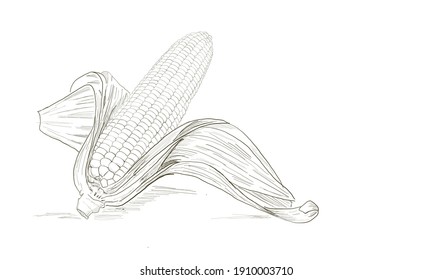Vector illustration of hand skecth of corn isolated in white background. Grain and vegetables art concept ..