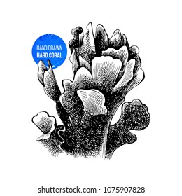 Vector illustration of hand sketched lettuce coral