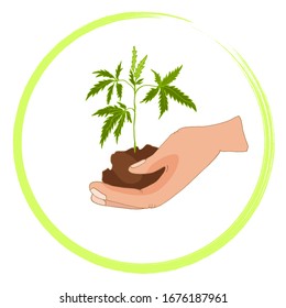 Ilustración vectorial de una mano que contiene un brote de cannabis verde joven. Creciente cannabis medicinal. Ilustración dibujada a mano y aislada sobre un fondo blanco. Pasos vectoriales10