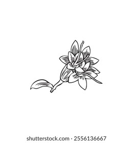 Vector illustration of a hand-drawn black and white sketch of stevia plant flowers on a white background. A natural sweet alternative for dietary nutrition.