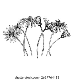 Vector illustration of hand-drawn chamomile, echinacea and arnica flowers on stems. Detailed black and white botanical composition perfect for herbal designs, packaging and natural cosmetics branding.
