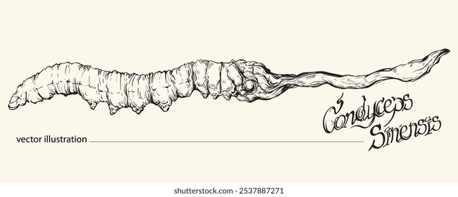 Ilustração vetorial de Cordyceps sinensis desenhado à mão. Medicina asiática à base de plantas. cogumelos Cordyceps