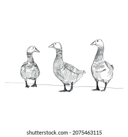 Vector illustration of hand-drawn country geese