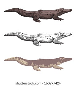 Vector illustration of  hand-drawn crocodiles