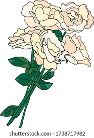 Vector Illustration, handgezeichnete Grafiken, ein Bouquet von bezaubernden weißen Rosen, farbenfroh. Sommer blühend, blühend. Für eine Hochzeitseinladung, für einen Urlaub