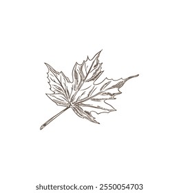 Vector illustration of a hand-drawn outline maple leaf. Floristry. Engraved style leaf icon on an isolated white background. Element for thematic design. Botanical plant.
