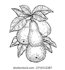 Vektorgrafik eines handgezeichneten Birnenhaufens auf einem Zweig in schwarz-weißer Linienkunst. Grafik perfekt für Verpackungen, botanische Drucke und Malvorlagen zum Thema Natur.
