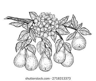 Vektorgrafik von handgezeichneten Birnen, die an einem Ast mit Blättern und einem blühenden Blütenhaufen hängen. Elegante Vintage-Linien zum Färben von Büchern, botanischen Drucken, Postkarten und Verpackungen.