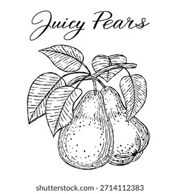 Vektorgrafik von handgezeichneten Birnen mit Blättern und "Juicy Birnen" Text in schwarz-weißer Linie Kunst. Scribble Birne ideal für Poster, Etiketten, Verpackungen und botanische Drucke.