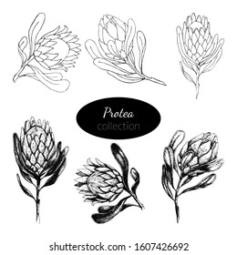 Vector illustration hand-drawn Protea flowers set. Large African flower for decorating invitations, wedding cards, design for Valentines Day and Mother's Day and Woman's day. Spring and summer decor