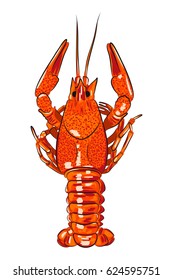 vector illustration of hand-drawn realistic glossy crawfish. EPS